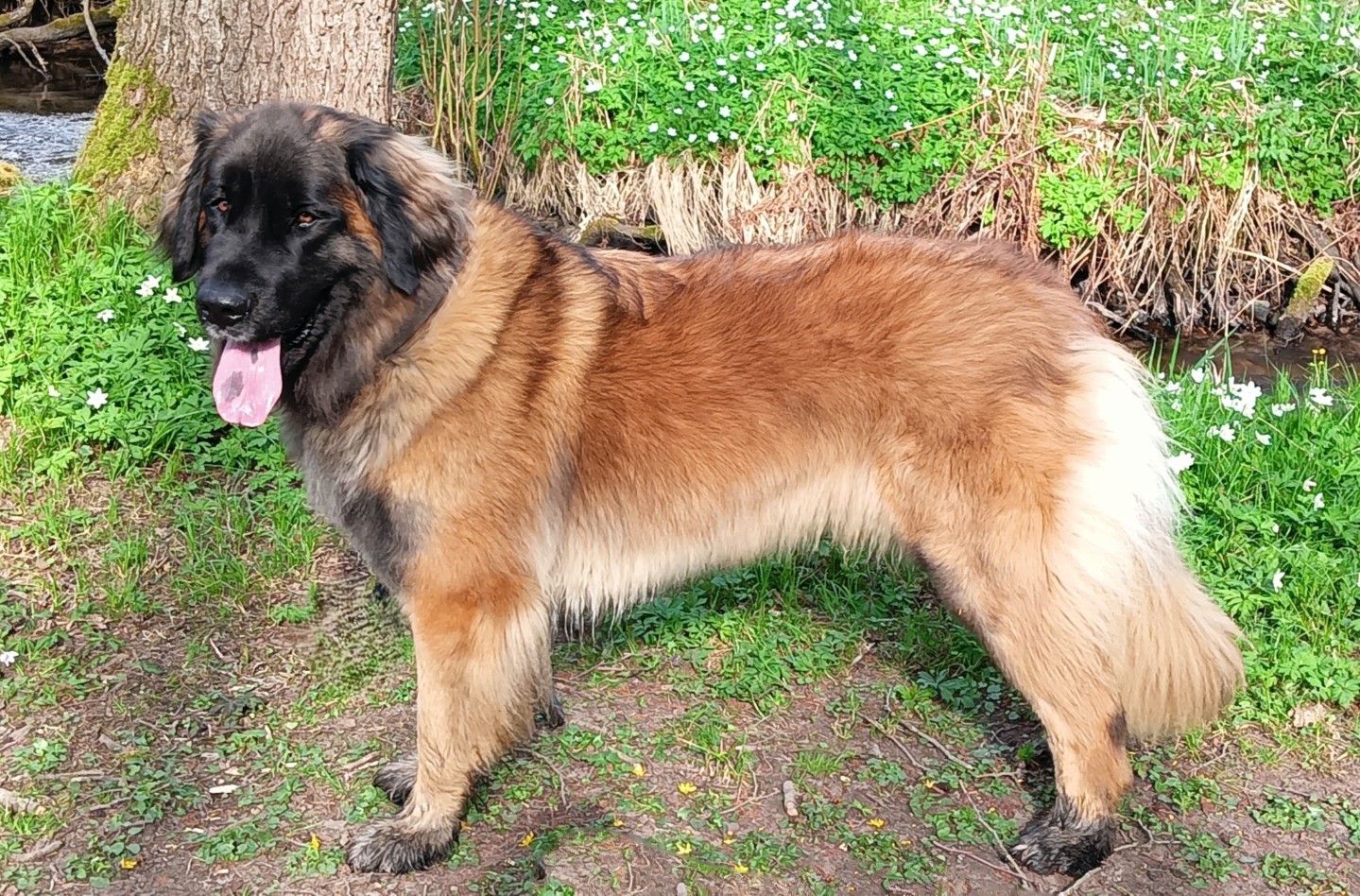 Karla vom Kloster Lorch