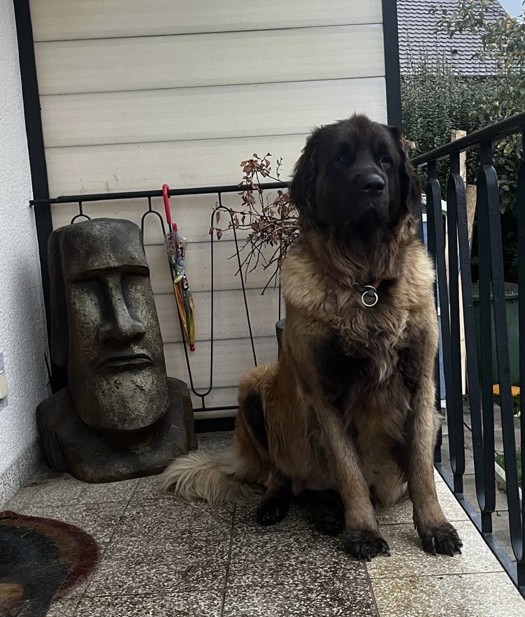 Cosima vom Lonetal 6